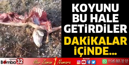 2 koyun telef oldu