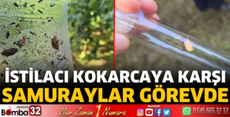 300 bin samuray arısı doğaya salınacak