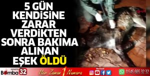 5 gün kendisine zarar verdikten sonra bakıma alınan eşek öldü