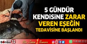 5 gündür kendisine zarar veren eşeğin tedavisine başlandı