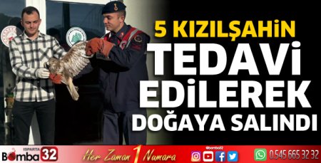 5 kızıl şahin tedavi edilerek doğaya salındı 