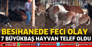 7 BÜYÜKBAŞ HAYVAN TELEF OLDU