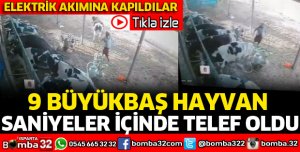 9 BÜYÜKBAŞ HAYVAN ELEKTRİK AKIMINA KAPILDI 