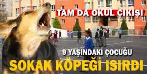 9 YAŞINDAKİ ÇOCUĞU SOKAK KÖPEĞİ ISIRDI