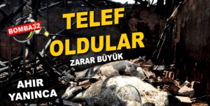 ​Ahır Yandı: 10 Hayvan Telef Oldu