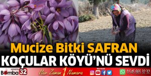 ​Mucize Bitki Safran, Koçular Köyü'nü sevdi