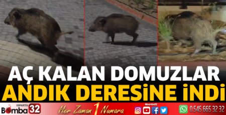 Aç kalan domuzlar Andık Deresine indi