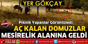 AÇ KALAN DOMUZLAR GÖKÇAY MESİRELİK ALANINA GELDİ