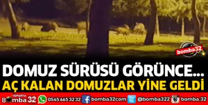 AÇ KALAN DOMUZLAR GÖKÇAY MESİRELİK ALANINDA YİYECEK ARADI