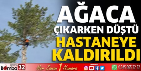 Ağaca çıkarken düştü hastaneye kaldırıldı 