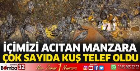 Ağaca yıldırım düştü, çok sayıda kuş telef oldu