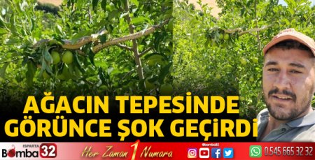 Ağacın tepesinde ortaya çıktı