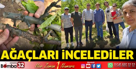 Ağaçları incelediler