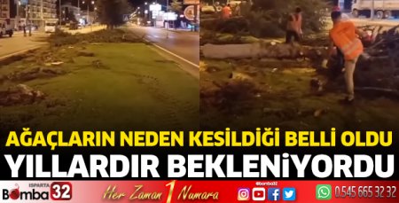 Ağaçların neden kesildiği belli oldu