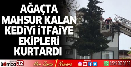 Ağaçta mahsur kalan kedi kurtarıldı