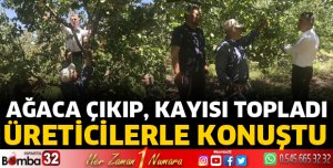 Ağaçtan kayısı topladı
