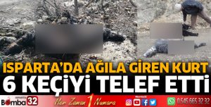 AĞILA GİREN KURT KEÇİLERİ TELEF ETTİ