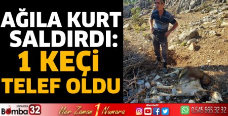 Ağıla kurt saldırdı: 1 keçi telef oldu