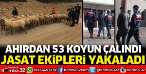 AHIRDAN 53 KOYUN ÇALINDI