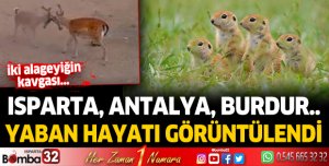 Akdeniz’in yaban hayatı fotokapanda