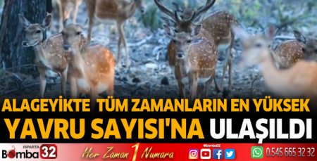 Alageyikte 'tüm zamanların en yüksek yavru sayısı'na ulaşıldı