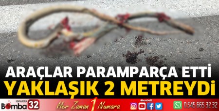 Ana yola çıkan yılan ezildi
