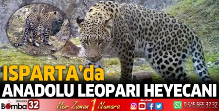 Anadolu Leoparı heyecanı