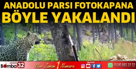 Anadolu Parsı fotokapana böyle yakalandı