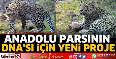 Anadolu parsının DNA'sı için yeni proje