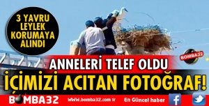 ANNELERİ TELEF OLAN 3 LEYLEK KORUMAYA ALINDI
