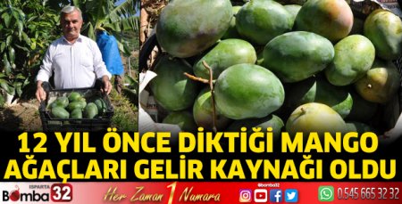 Antalya'da 12 yıl önce diktiği mango ağaçları gelir kaynağı oldu