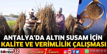 Antalya'da 'altın susam' için kalite ve verimlilik çalışması