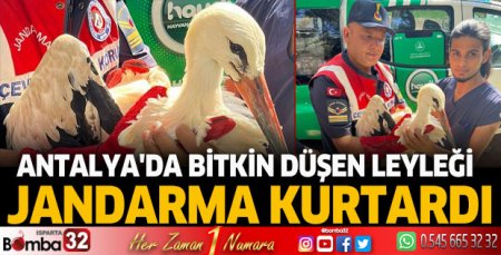 Antalya'da bitkin düşen leyleği jandarma kurtardı