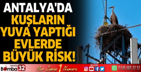 Antalya'da kuşların yuva yaptığı evlerde büyük risk!