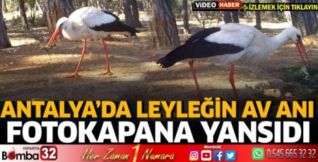 Antalya'da leyleğin av anı fotokapana yansıdı