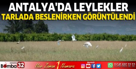 Antalya'da leylekler tarlada beslenirken görüntülendi