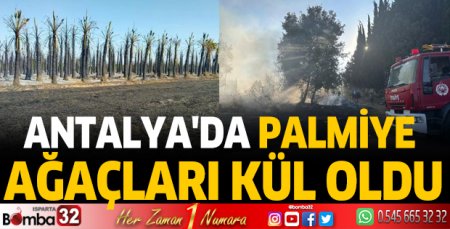 Antalya'da palmiye ağaçları kül oldu