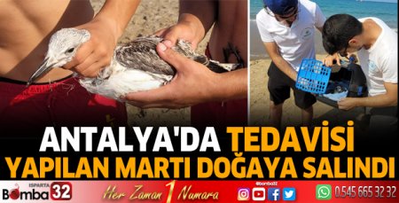 Antalya'da tedavisi yapılan martı doğaya salındı