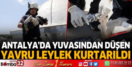 Antalya'da yuvasından düşen yavru leylek kurtarıldı