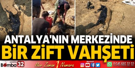 Antalya'nın merkezinde bir zift vahşeti