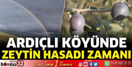 Ardıçlı Köyünde zeytin hasadı zamanı