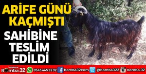 ARİFE GÜNÜ KAÇAN KEÇİNİN SAHİBİ BULUNDU
