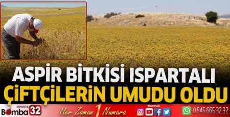 Aspir Bitkisi Ispartalı çiftçilerin umudu oldu
