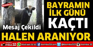 ATABEY’DE KAÇAN KURBANLIK DANA HER YERDE ARANIYOR