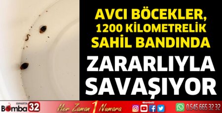 Avcı böcekler, 1200 kilometrelik sahil bandında zararlıyla savaşıyor