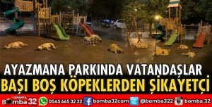 AYAZMANADA HALK BAŞI BOŞ KÖPEKLERDEN ŞİKAYETÇİ