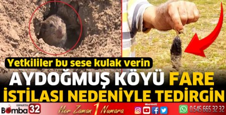 Aydoğmuş Köyü fare istilası nedeniyle tedirgin