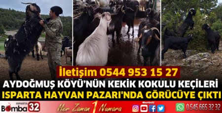 Aydoğmuş Köyü'nün keçileri Isparta Hayvan Pazarı'nda görücüye çıktı