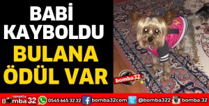 BABİ İSİMLİ KÖPEĞİ BULANA ÖDÜL VAR