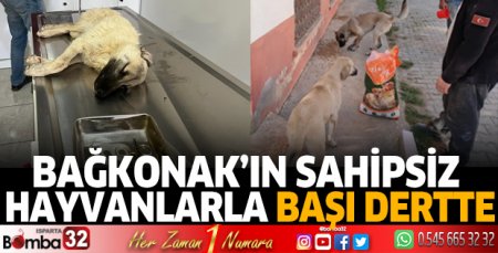 Bağkonak’ın sahipsiz hayvanlarla başı dertte